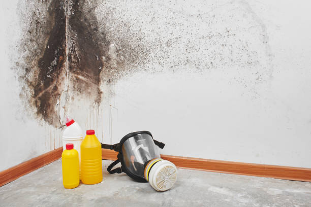 Best Residential Mold Remediation in Beverly Hills, FL