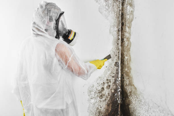 Best Insurance-Related Mold Remediation in Beverly Hills, FL