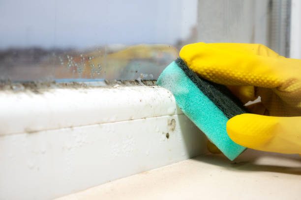 Best Kitchen Mold Remediation in Beverly Hills, FL