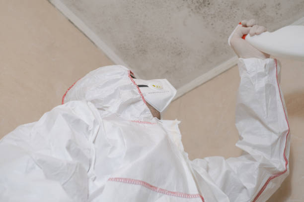 Best Post-Flood Mold Remediation in Beverly Hills, FL